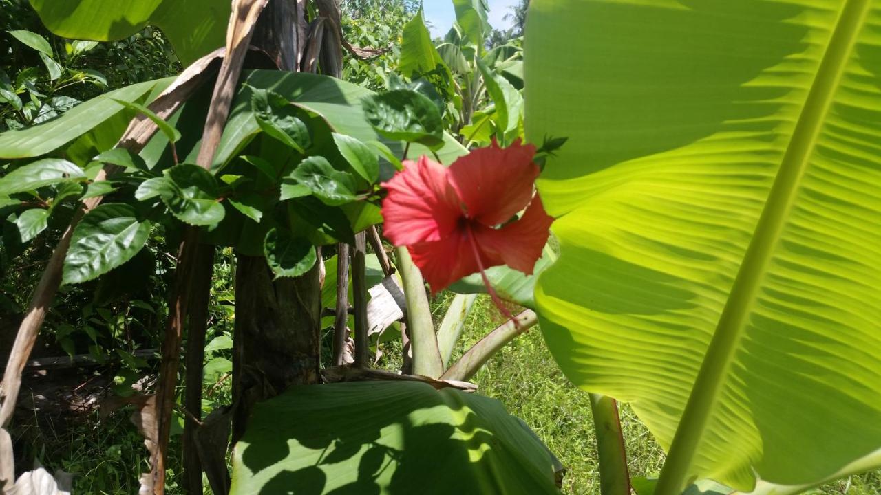 Inn Banana Grove El Nido